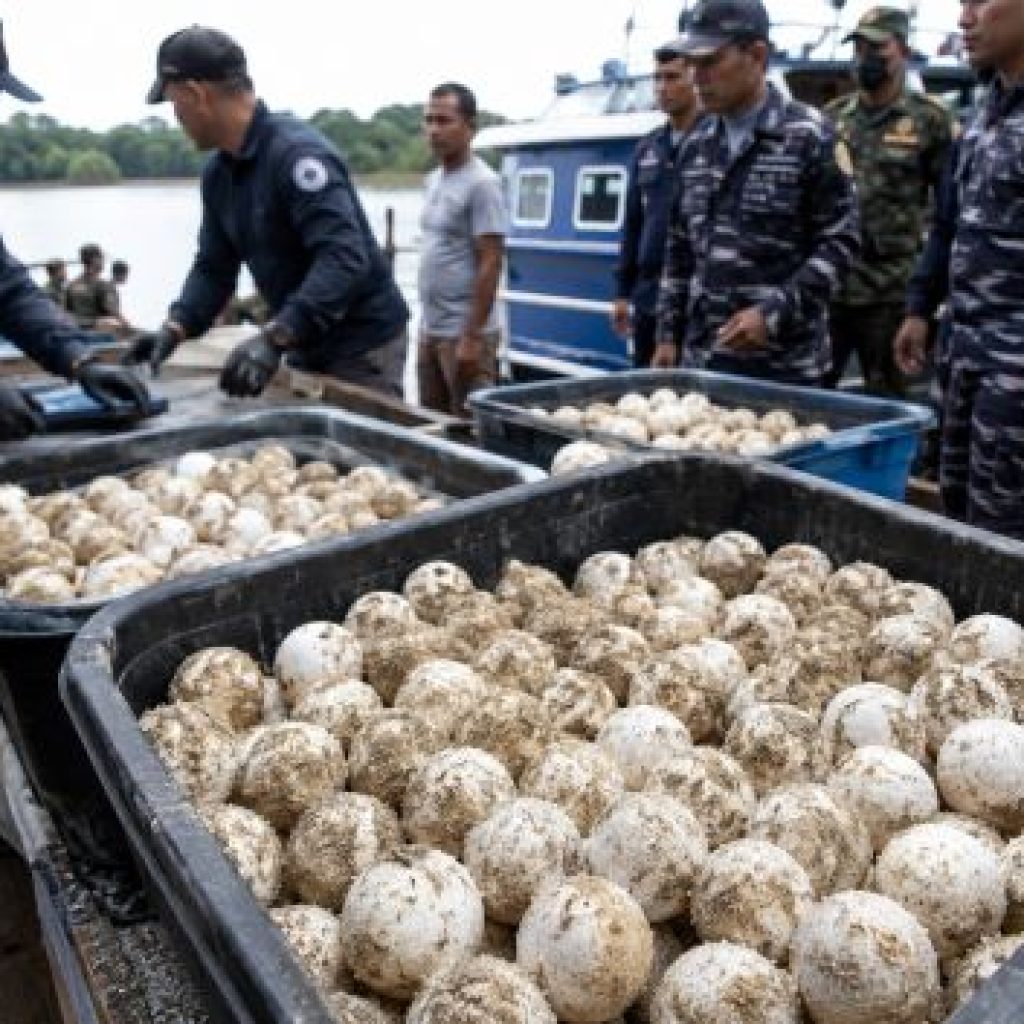 telur penyu diperdagangkan Telur Penyu dari Kepri Diduga Masih Mengalir ke Pasar Gelap, 1.190 Butir Digagalkan di Kalbar